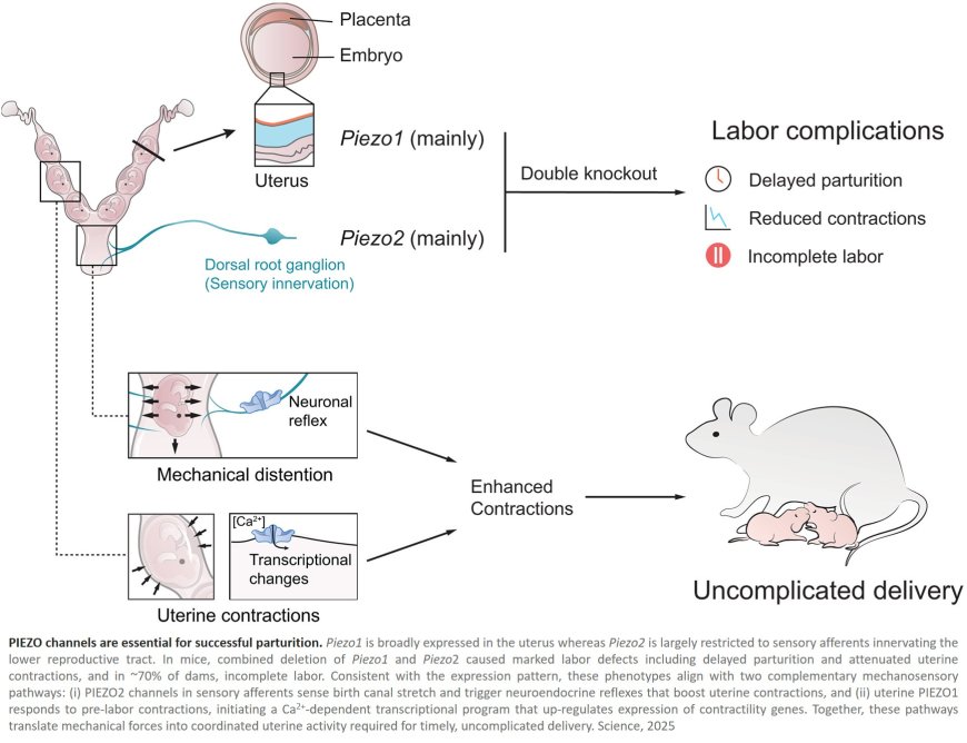 How uterine contractions are regulated by stretch and pressure during childbirth