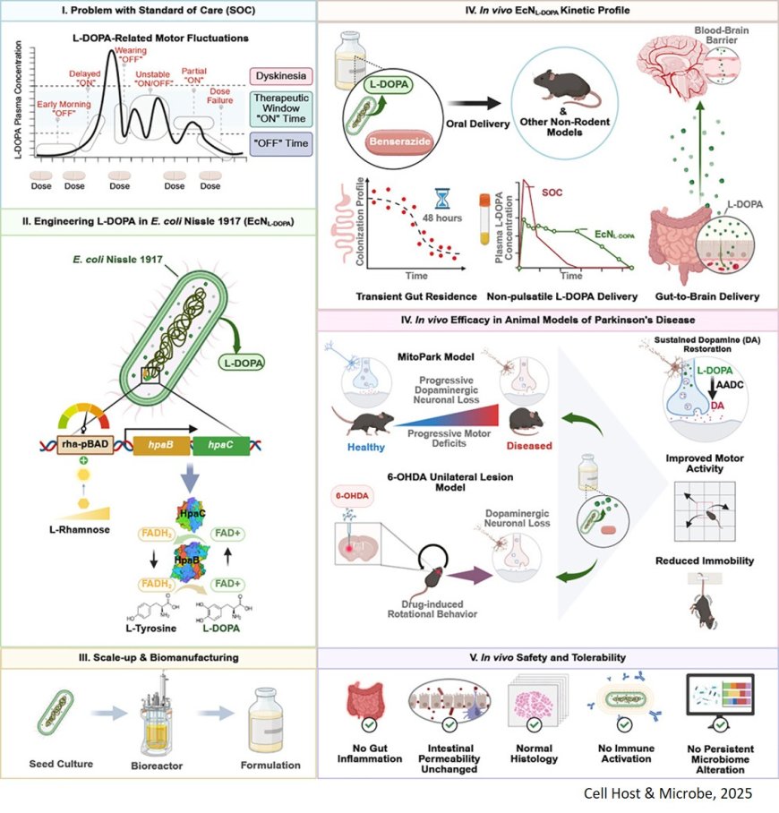 Bioengineered gut bacterium synthesizing levodopa alleviates motor deficits in models of Parkinson’s disease