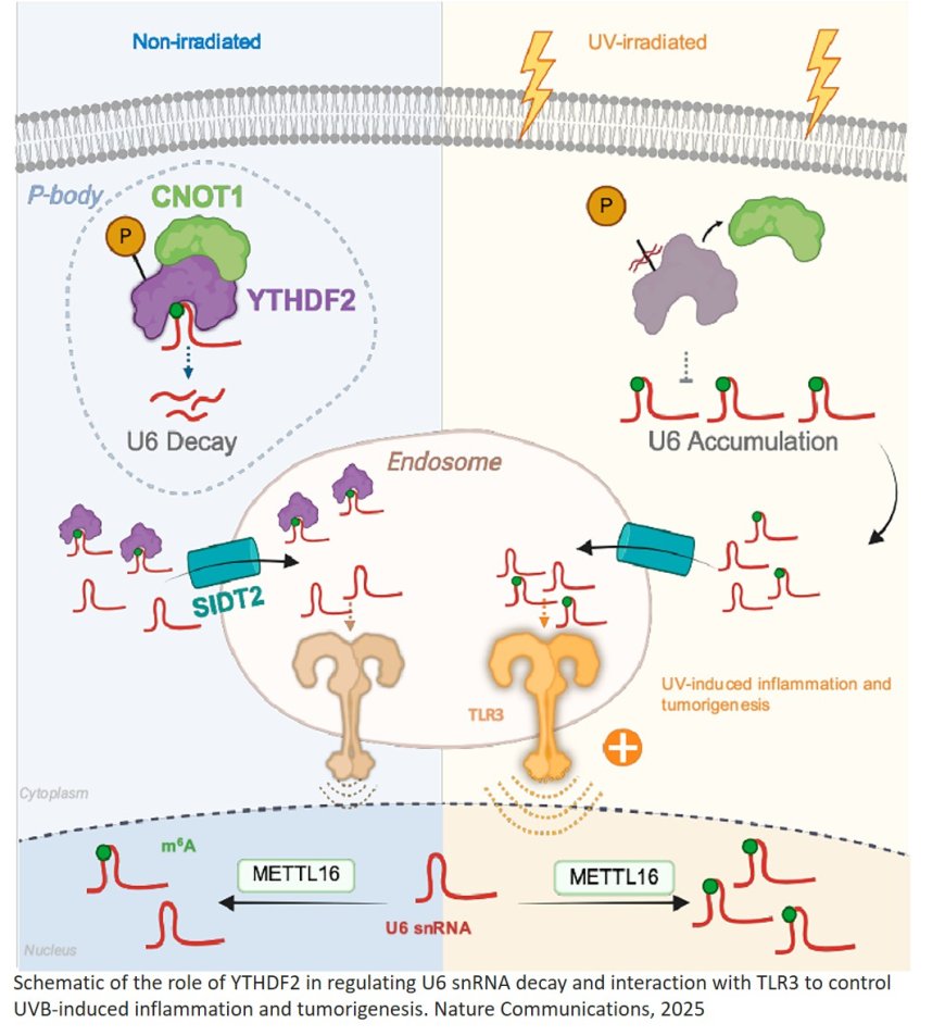 YTHDF2 regulates self non-coding RNA metabolism to control inflammation and tumorigenesis