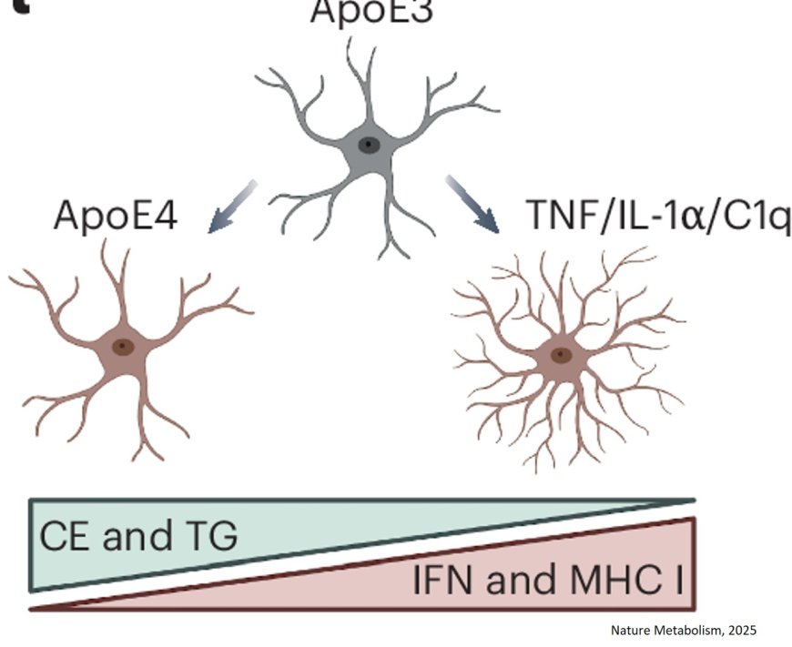 A user-friendly tool for brain lipid dyshomeostasis in neurodegenerative diseases