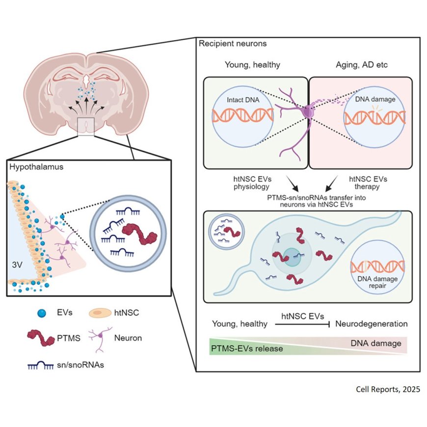 Role of parathymosin (PTMS) in aging-associated neurodegeneration