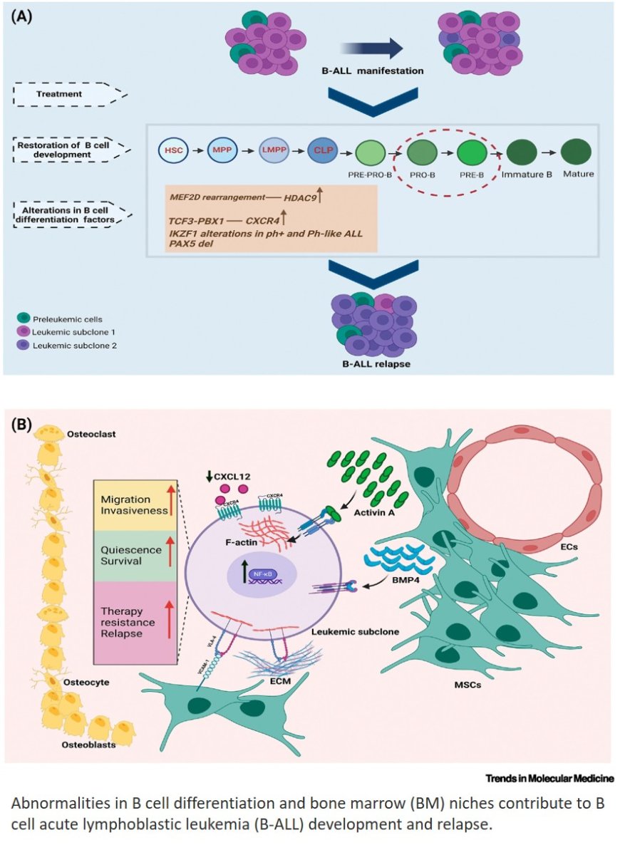 Acute lymphoblastic leukemia relapse: biomarkers, hopes, and challenges