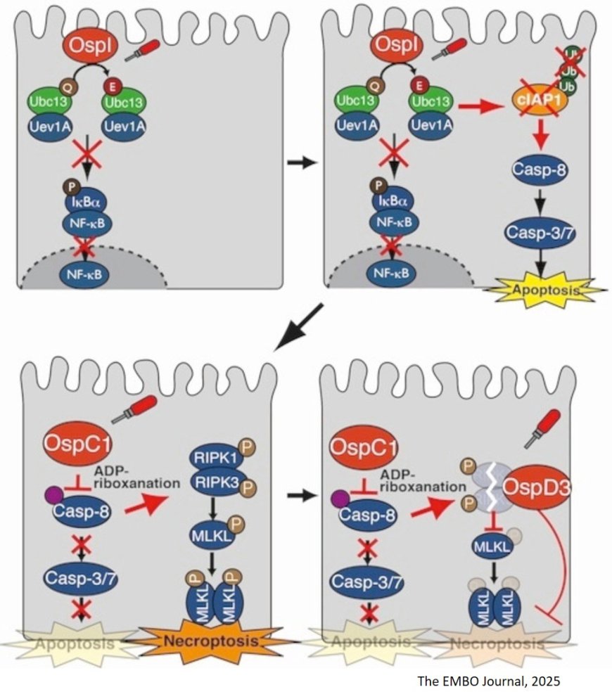 Shigella type-III secretion system effectors counteract the induction of host inflammation and cell death