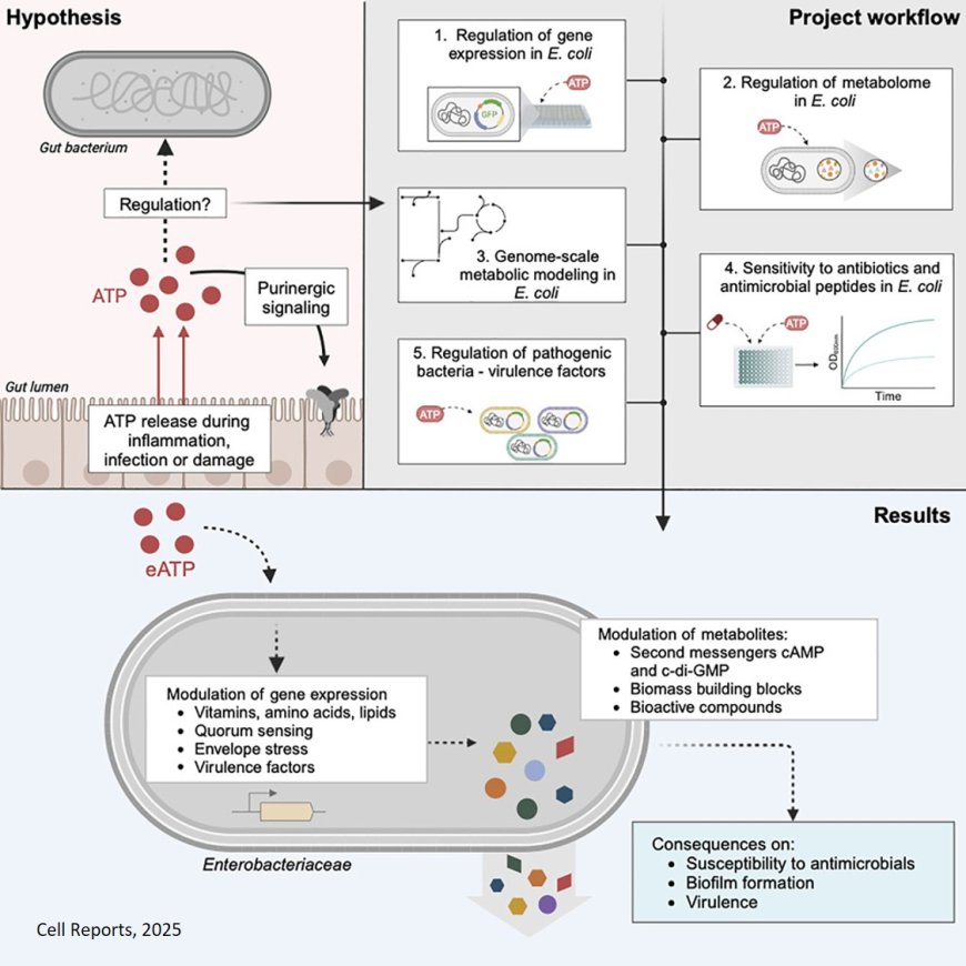 Extracellular ATP is an environmental cue in bacteria