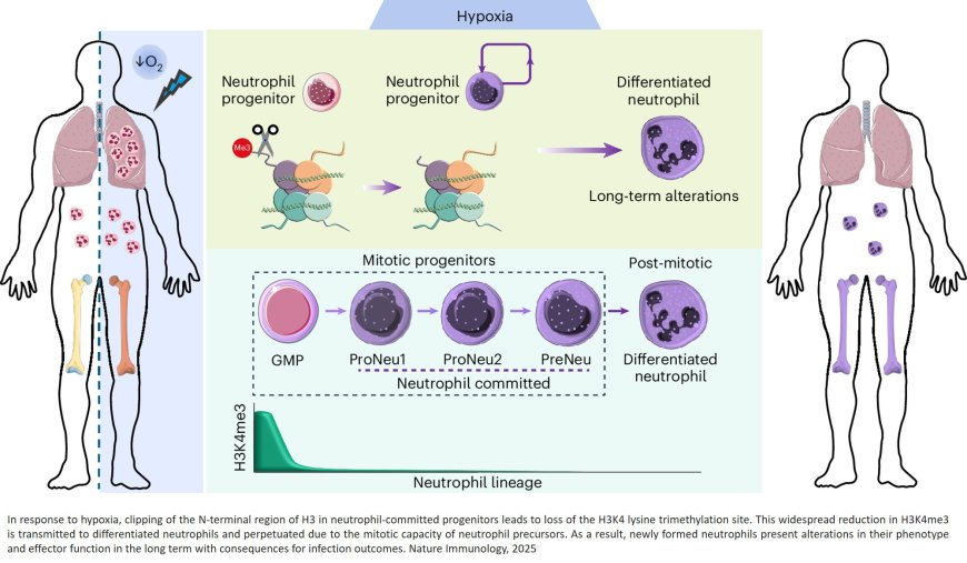 Oxygen deprivation drives dysfunctional neutrophil immunity