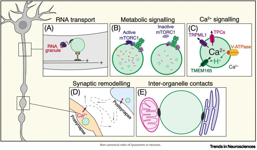 Non-canonical roles of lysosomes in neurons