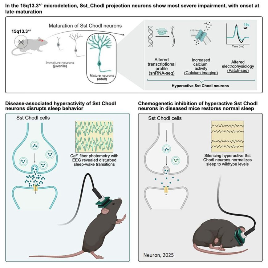 Cortical GABAergic projection neurons are implicated in schizophrenia