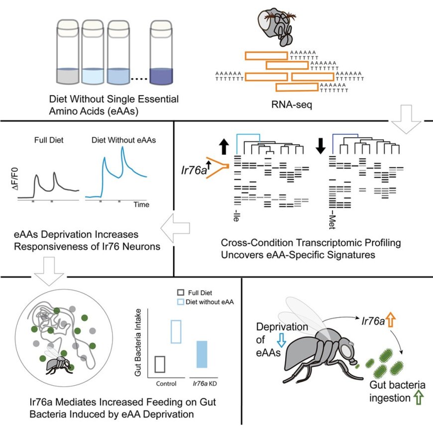 How hunger tunes the brain