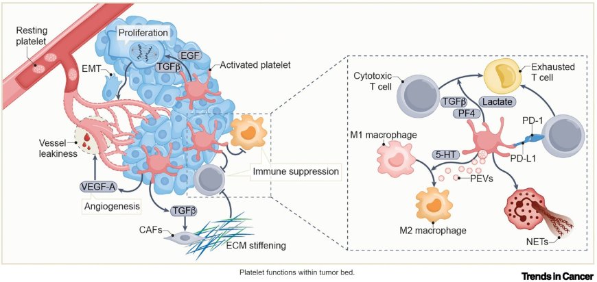 Platelets: tailoring metastasis treatment