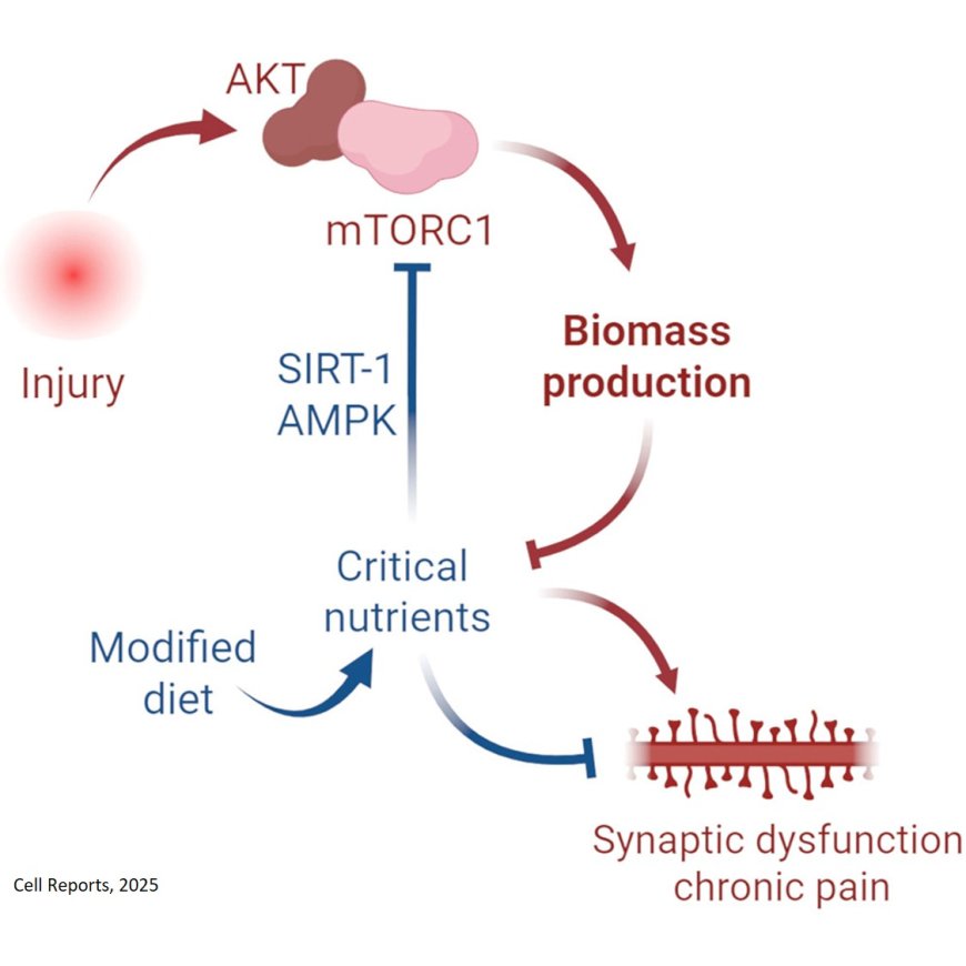 Metabolic reprogramming in the spinal cord drives the transition to pain chronicity