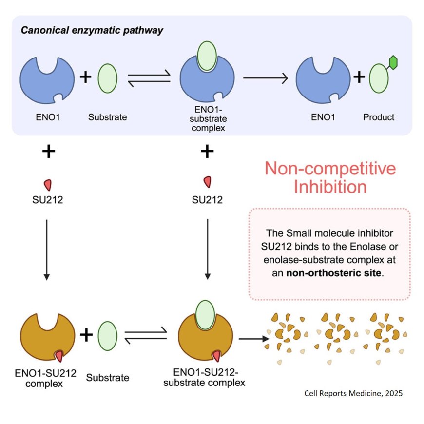 Non-orthosteric inhibition of enolase 1 impedes growth of triple-negative breast cancer