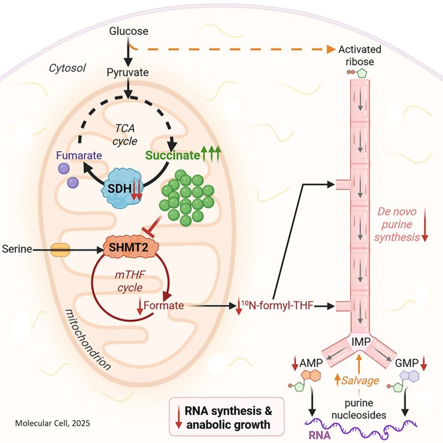 Accumulation of succinate suppresses de novo purine synthesis through succinylation-mediated control of the mitochondrial folate cycle