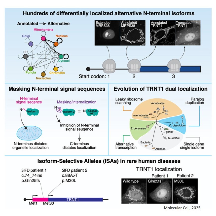 Alternative start codon selection shapes mitochondrial function and rare human diseases