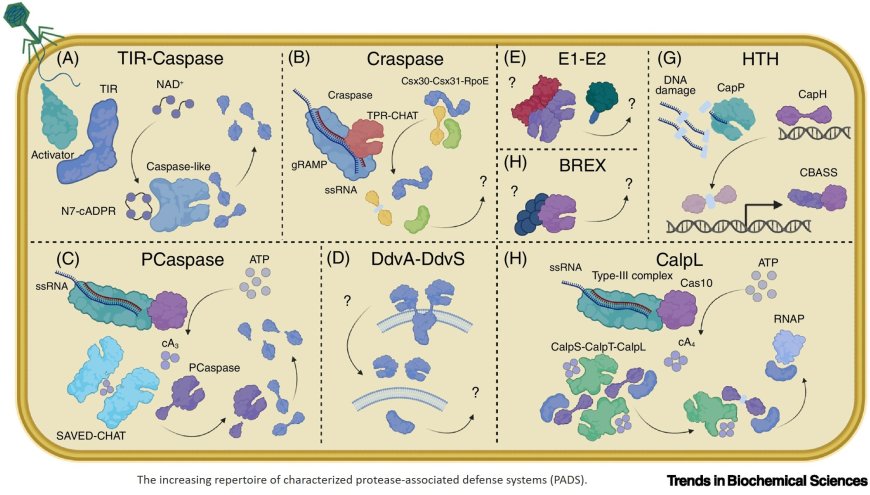 Proteases in bacteriophage defense systems and their potential in bioengineering