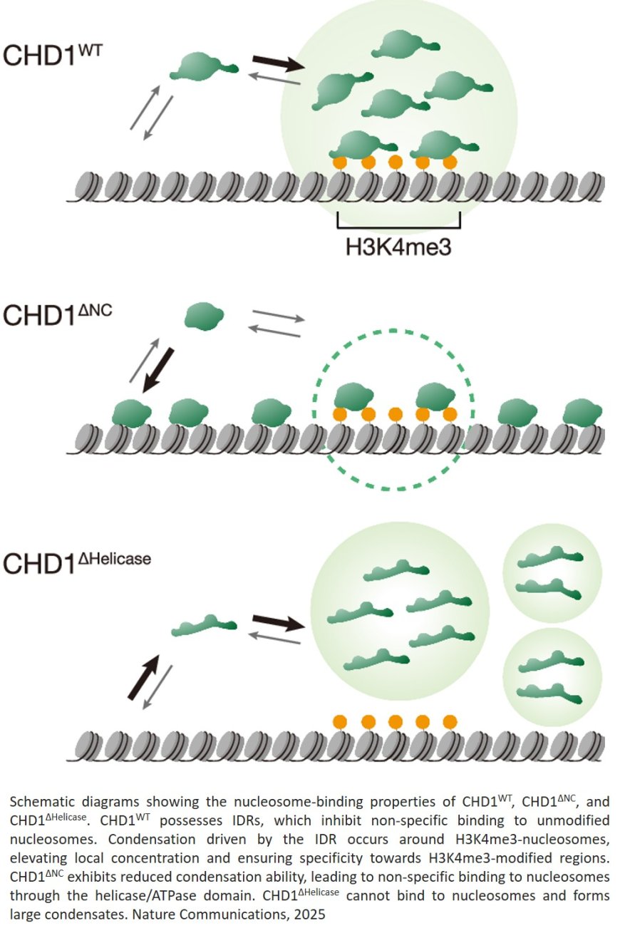 Condensation-dependent interactome of a chromatin remodeler underlies tumor suppressor activities