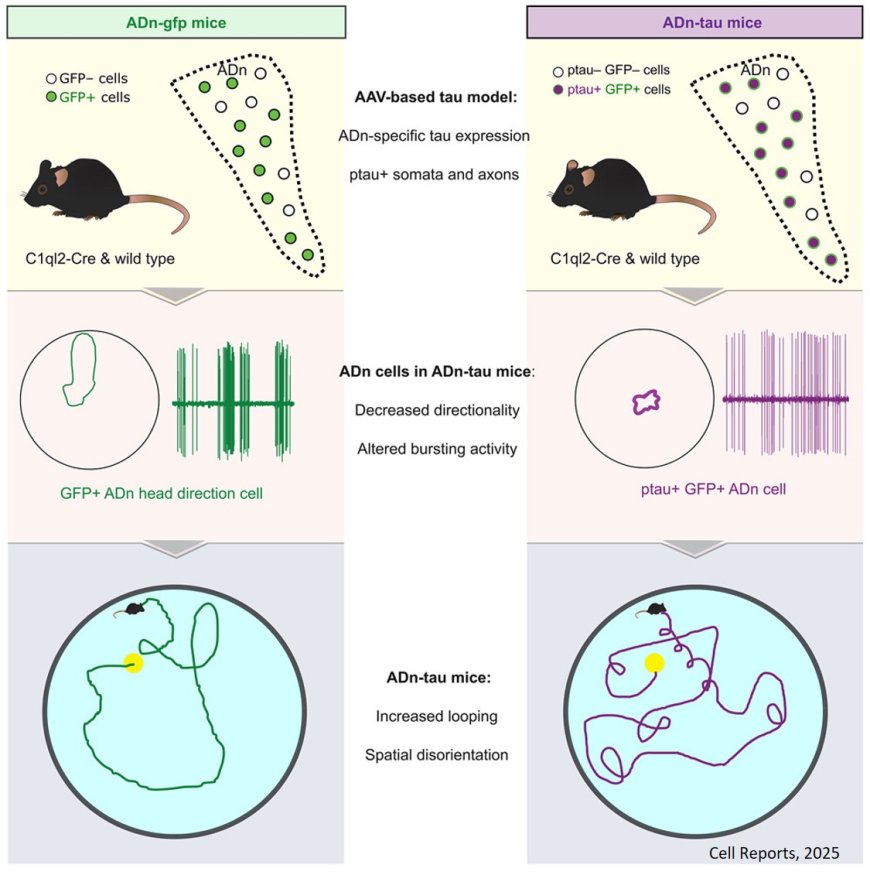 Pathological tau alters head direction signaling and induces spatial disorientation