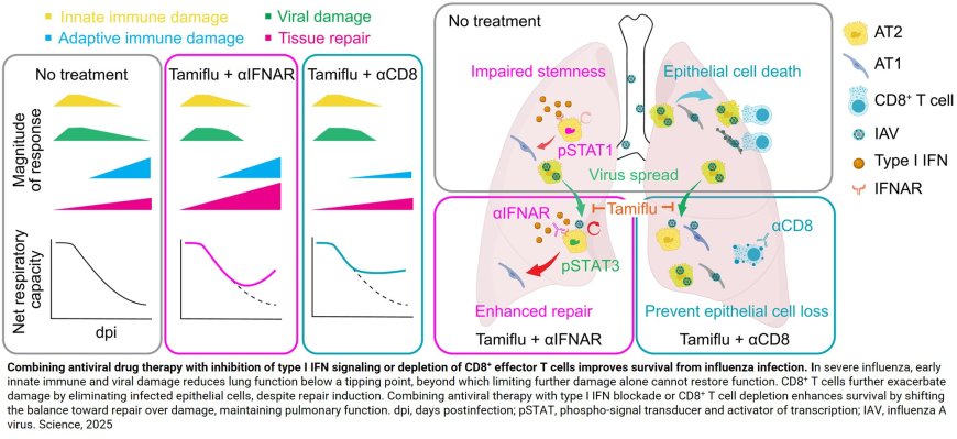 Rebalancing lung repair with immune damage is key to surviving severe influenza