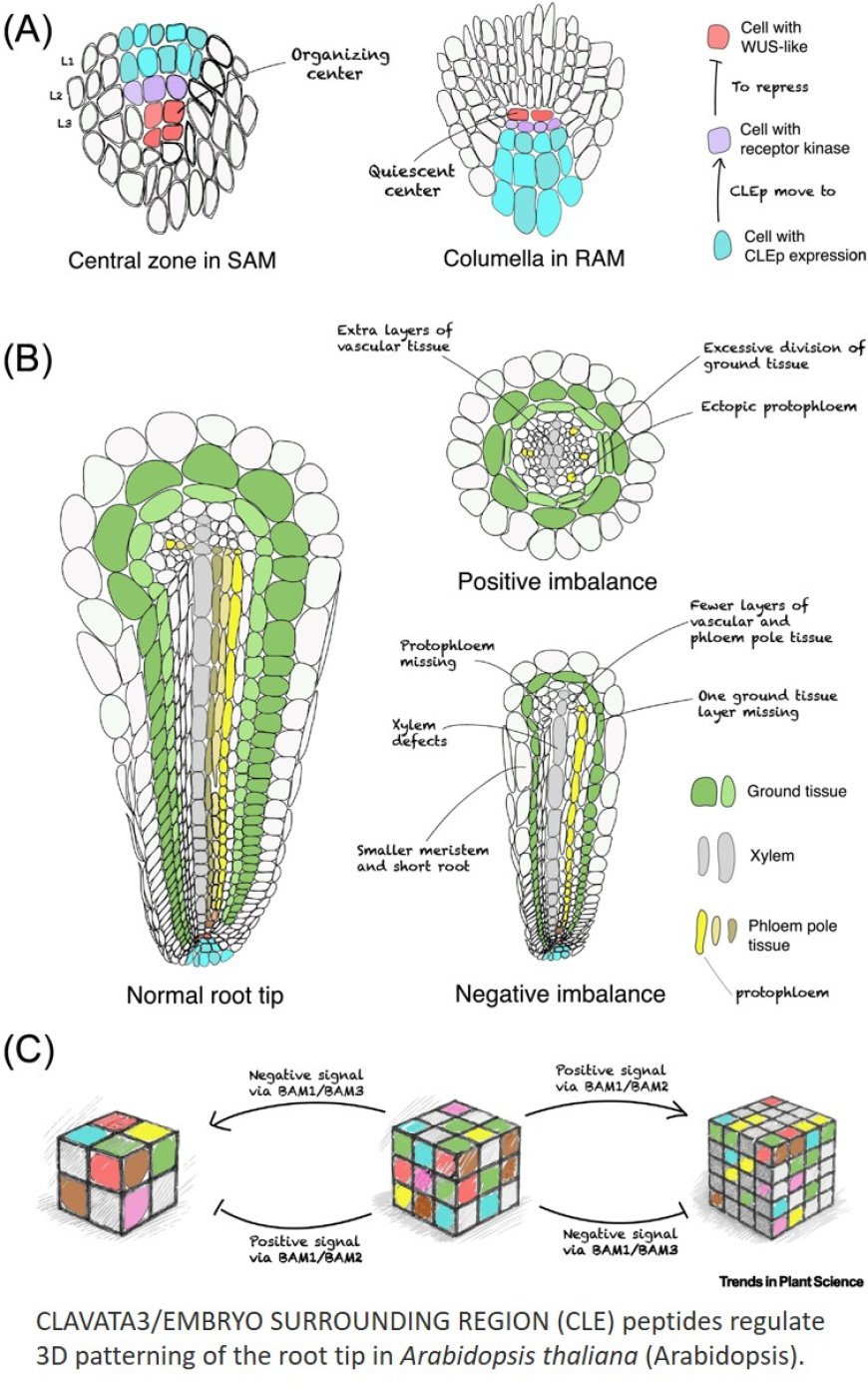 CLE peptide signaling in the Arabidopsis root tip