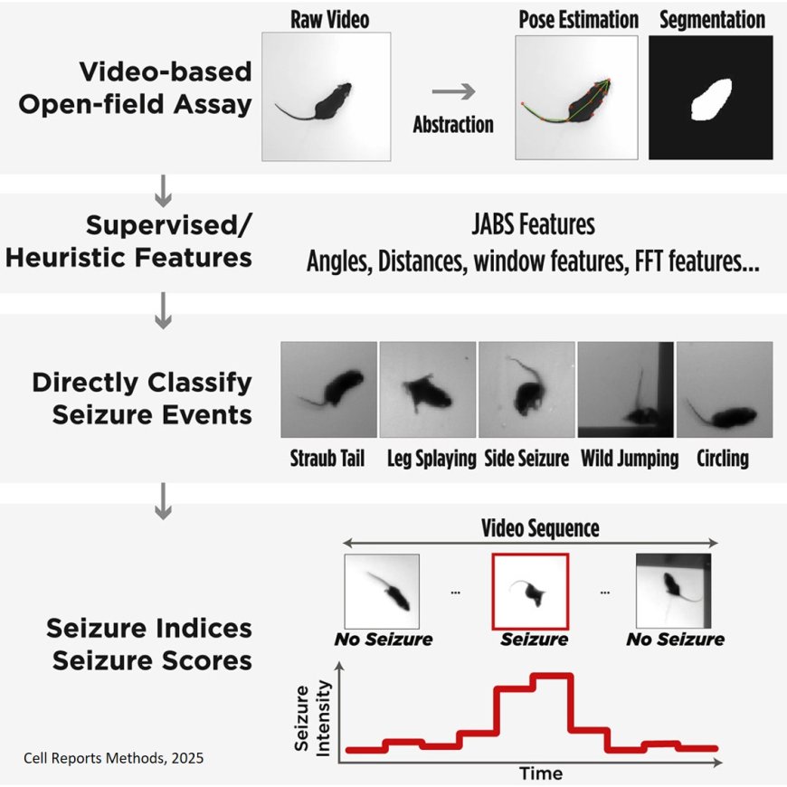 Visual detection of seizures in mice using supervised machine learning