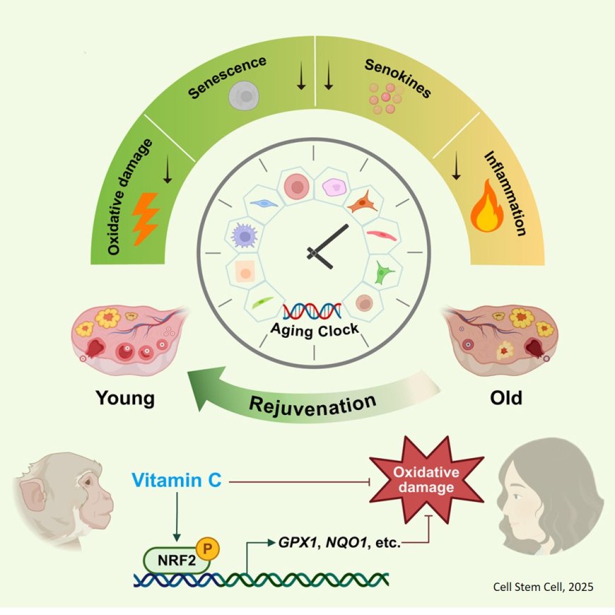 Vitamin C conveys geroprotection on primate ovaries