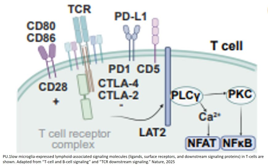 Microglia expressing lymphoid genes are neuroprotective