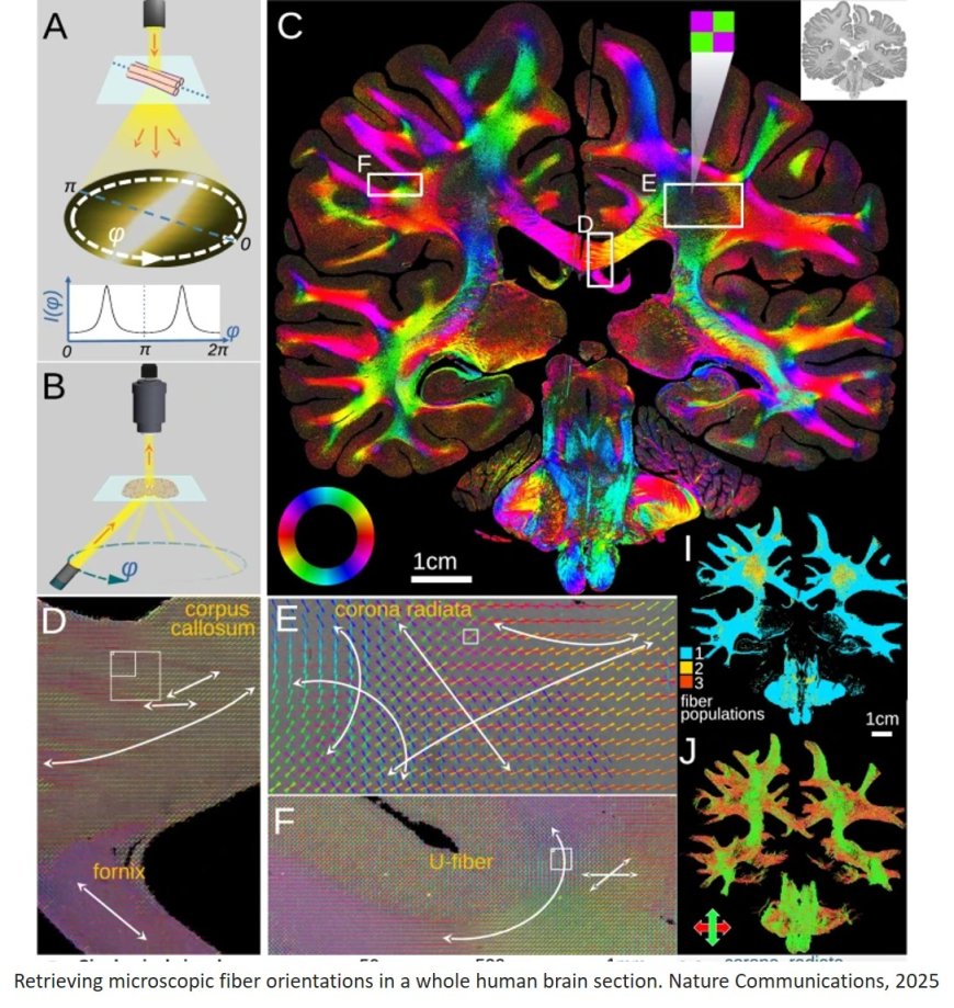 Micron-resolution fiber mapping in histology independent of sample preparation