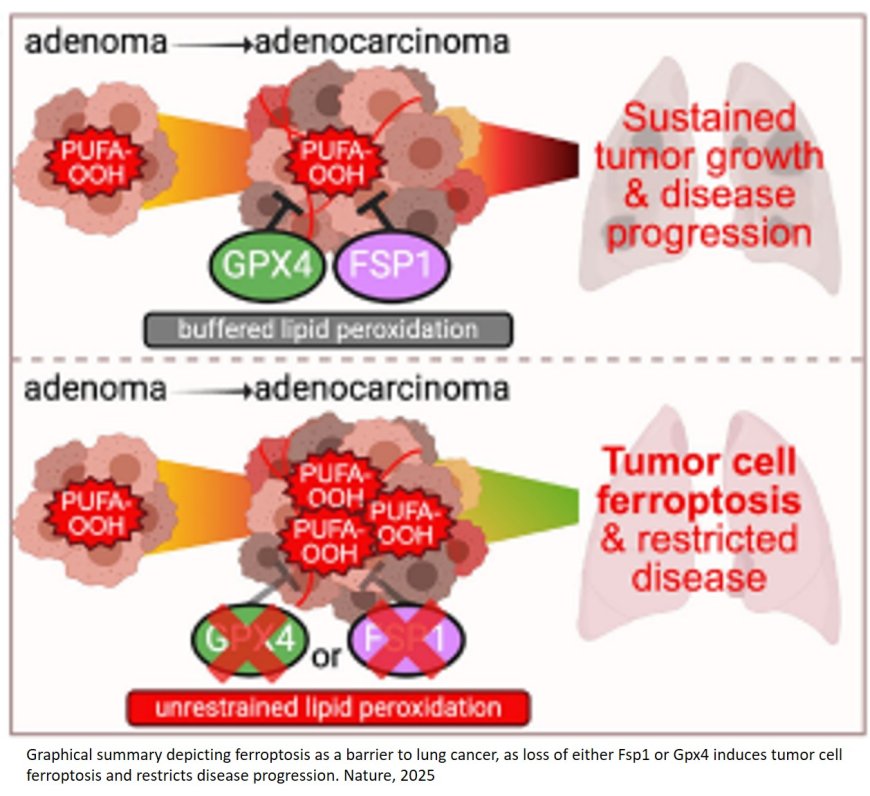 Targeting FSP1 triggers ferroptosis in lung cancer