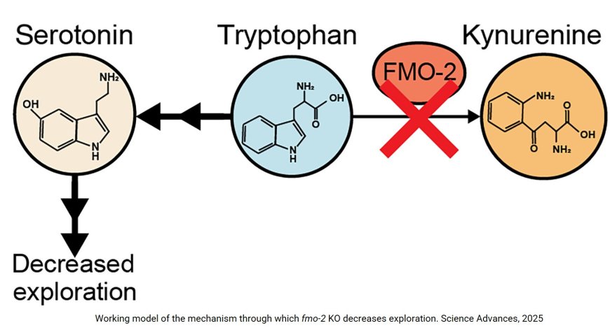 Metabolic regulation of behavior by the intestinal enzyme FMO-2