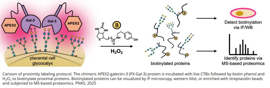 Sugar molecules that trigger placental formation identified!
