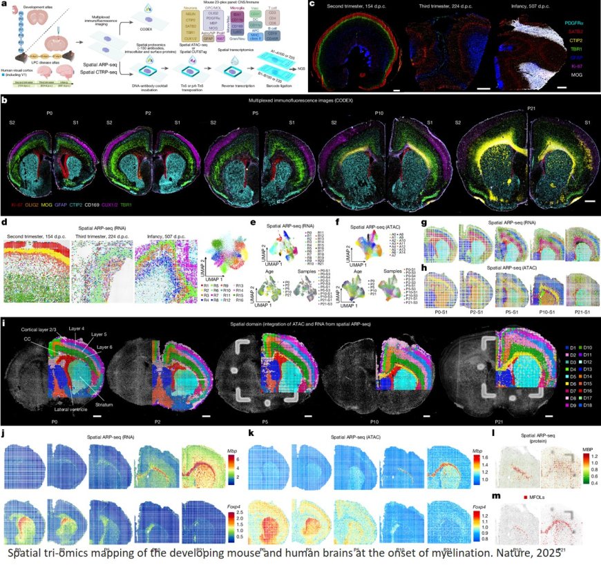 How the brain develops and resolves inflammation