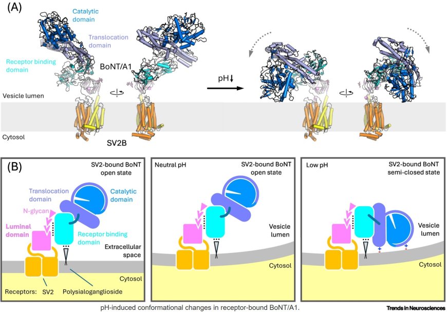 Botulinum neurotoxin binding of synaptic vesicle glycoprotein 2