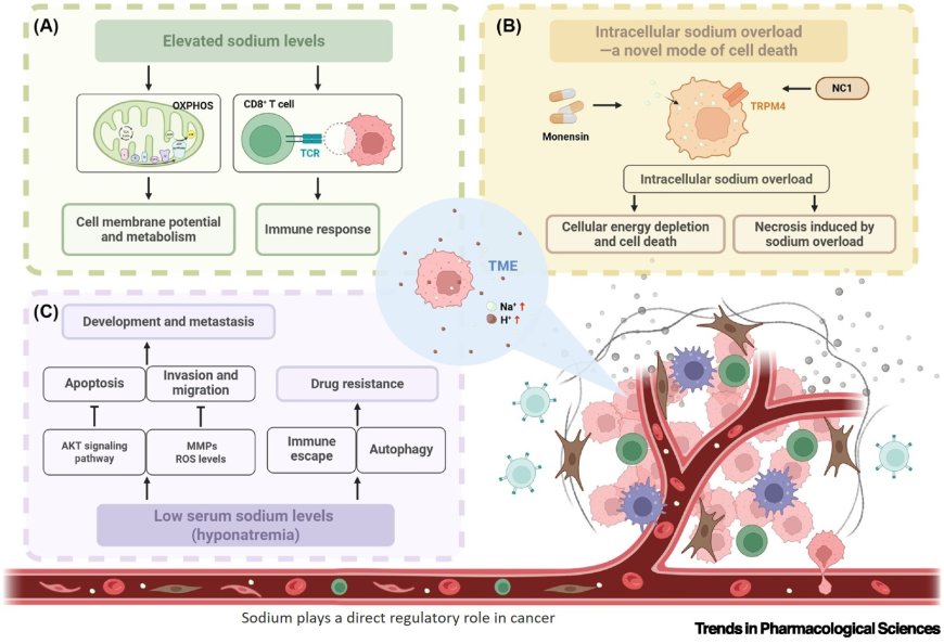 Role of sodium in cancer
