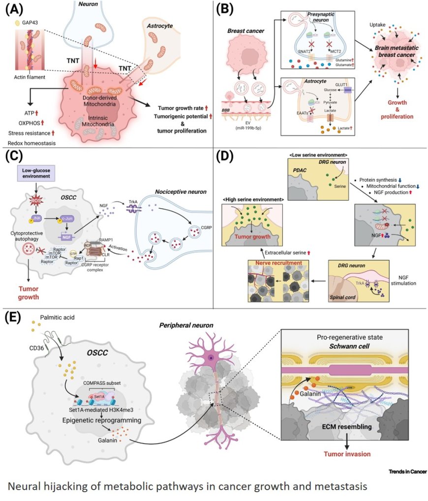 Cancer metabolism hijacked by brain