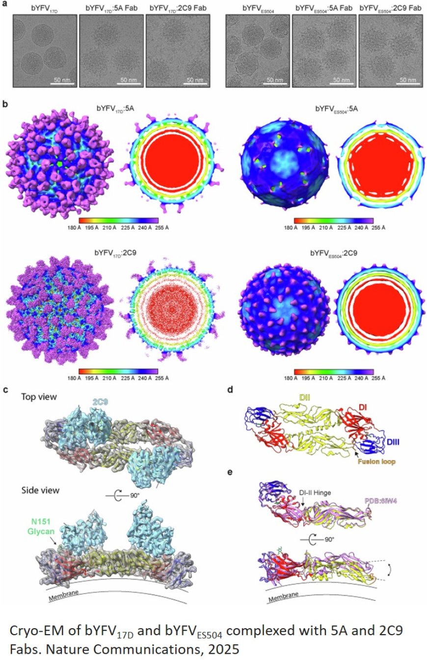 Cryo-EM structure of yellow fever virus