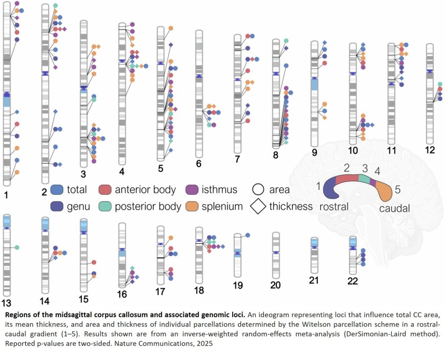 The Genetic Architecture of the Human Corpus Callosum and its Subregions