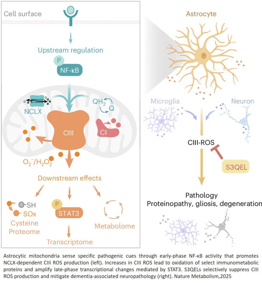 Mitochondrial complex III-derived ROS amplify immunometabolic changes in astrocytes and promote dementia pathology