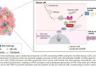 Restoration of cGAS in cancer cells promotes antitumor immunity via transfer of cancer cell–generated cGAMP