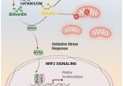 Biliverdin reductase A (BVRA) protects brain from oxidative stress damage