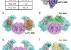 Structure of the human astrovirus capsid spike in complex with the neonatal Fc receptor
