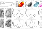Environmental stiffness regulates neuronal maturation via Piezo1-mediated transthyretin activity