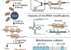 Monitoring the complexity and dynamics of mitochondrial translation