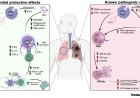 Type I interferons in tuberculosis pathogenesis and prevention