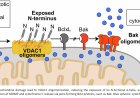 Structural basis of apoptosis induction by the mitochondrial voltage-dependent anion channel