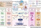Targeting androgen receptor signaling to enhance cancer immunotherapy