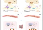 Intestinal clock shapes sleep-wake cycle via sustaining glutamine homeostasis