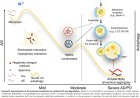 Spermine modulation of Alzheimer’s Tau and Parkinson’s α-synuclein: implications for biomolecular condensation and neurodegeneration
