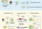 Generation of human nucleus basalis organoids with functional nbM-cortical cholinergic projections in transplanted assembloids
