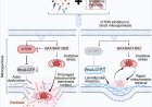 A new cell death pathway, mitoxyperilysis, from Inflammation and metabolic stress