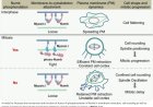 Mechanism of plasma membrane remodeling that drives mitotic cell rounding