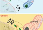 Metabolic environment-driven remodeling of mitochondrial ribosomes regulates translation and biogenesis